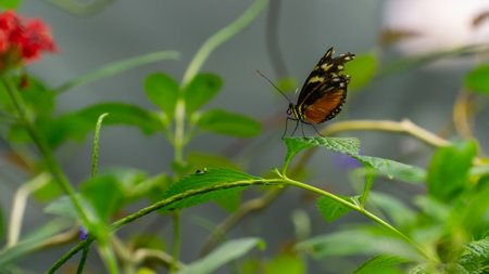 San Francisco, USA - August 2019: A butterfly ona a plant with blue flowers
