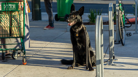 San Francisco, USA - August 2019: A black dog sitting and looking at people aroundのeditorial素材