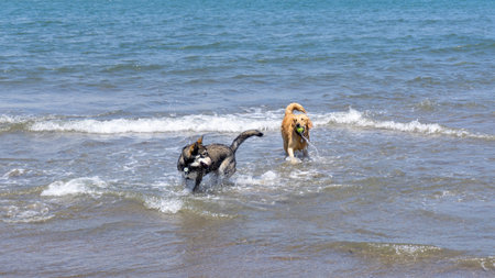 San Francisco, USA - August 2019: 2 dogs playing with a ball in the sea