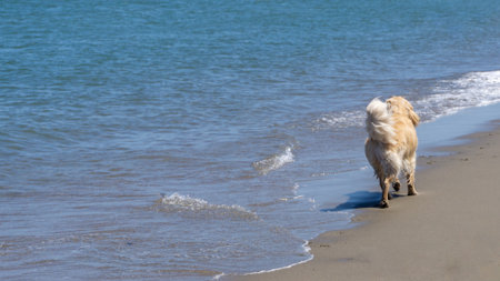 San Francisco, USA - August 2019: Golden retriever walking by the sea on a summer day