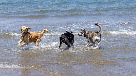 San Francisco, USA - August 2019: 3 wet dogs playing fetch on the beachの写真素材