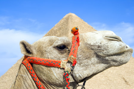 Closeup of camel with the Great Pyramid of Giza in the background. (Cairo, Egypt)の写真素材