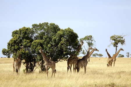 A herd of giraffes (Giraffa camelopardalis) on the Maasai Mara National Reserve safari in southwestern Kenya.の写真素材