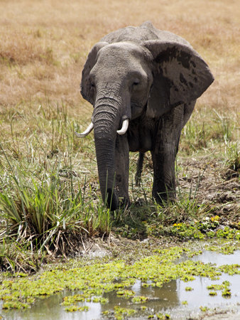 An Elephant (Loxodonta) on the Maasai Mara National Reserve safari in southwestern Kenya.の写真素材