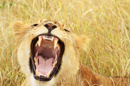 A lion cub (Panthera leo) on the Maasai Mara National Reserve safari in southwestern Kenya.の写真素材