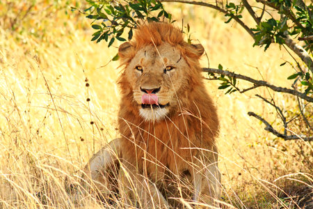 A lion (Panthera leo) on the Masai Mara National Reserve safari in southwestern Kenya.