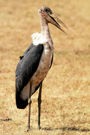 A marabou stork  Leptoptilos crumeniferus  on the Masai Mara National Reserve safari in southwestern Kenya の写真素材