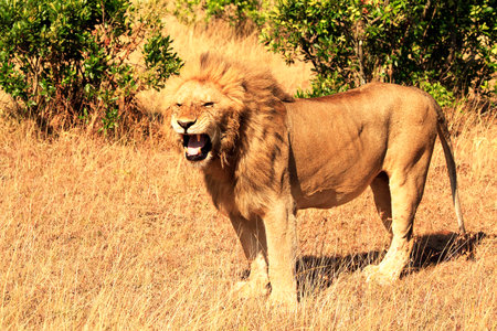 A lion (Panthera leo) on the Masai Mara National Reserve safari in southwestern Kenya.の写真素材