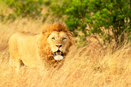 A lion (Panthera leo) on the Masai Mara National Reserve safari in southwestern Kenya.