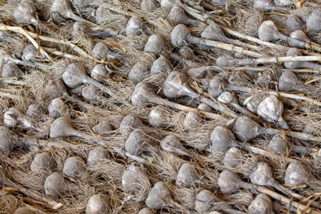 Stack of gray shell not organic farmland natural garlic for sale in the local market as background