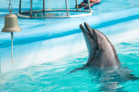 dolphins is playing and jumping in the pool
