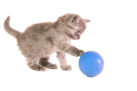 The small grey kitten plays with a  blue ball on white backgroundの写真素材