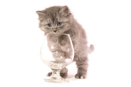 The grey kitten plays with a glass on a white background close upの写真素材
