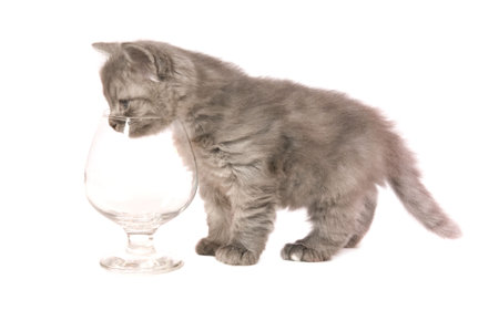 The grey Fluffy kitten plays with a glass on a white background close upの写真素材