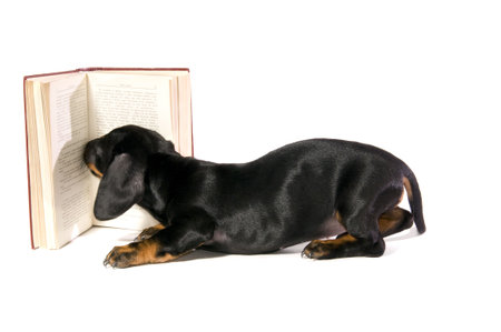 Black dog puppy Lays with a book and Reads on white background isolatedの写真素材