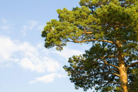 Crown green coniferous a tree, on a background of the blue skyの写真素材