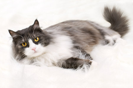 one fluffy gray beautiful adult cat, lie on white fur  background  の写真素材
