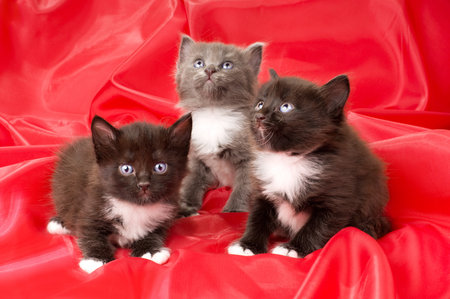 two black and one gray beautiful fluffy little kittens,  on red background cloth の写真素材