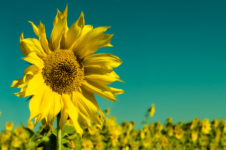 the lonely beautifull sunflower stand  against a background  sunflower- field and skyの写真素材