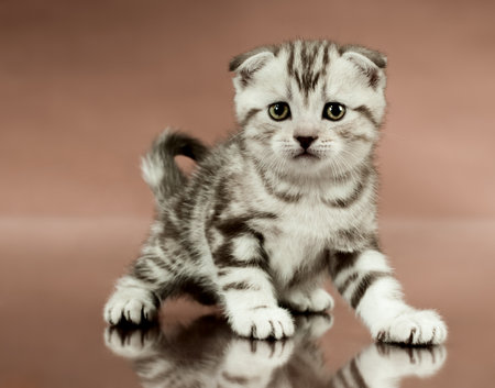 fluffy brown  beautiful  kitten, breed scottish-fold,  close portrait  on brown  background  , lamentably lookの写真素材