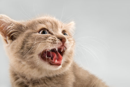 the little  kitten meowing , on grey  background , closeup  muzzleの写真素材