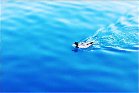 A duck swimming in a blue lakeの写真素材