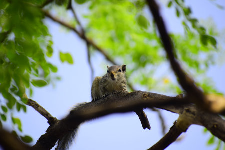 cute squirrel