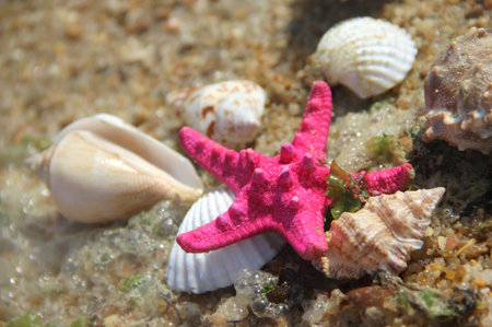 Shells and starfish taken away ashoreの写真素材