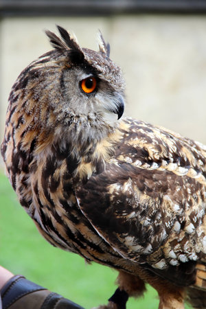 Funny big hand owlの写真素材