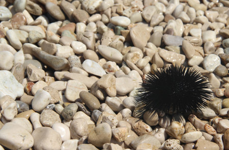 Sea urchin on the coast of Adriatic seaの写真素材