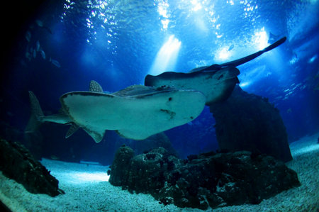 Atlantic ocean underwater sea life