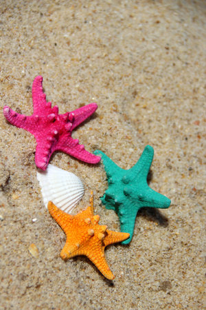 Funny starfishes on the beach の写真素材