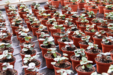 Rows of small sprouts in the greenhouseの写真素材