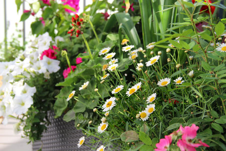 Modern beautiful luxury terrace with a lot of flowers の写真素材