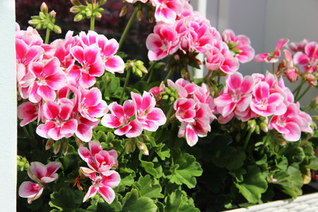Modern beautiful luxury terrace with a lot of flowers 