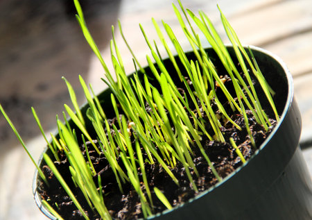 Small green vivid sprouts in the potの写真素材