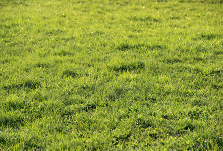 Beautiful green grass and sunlight
