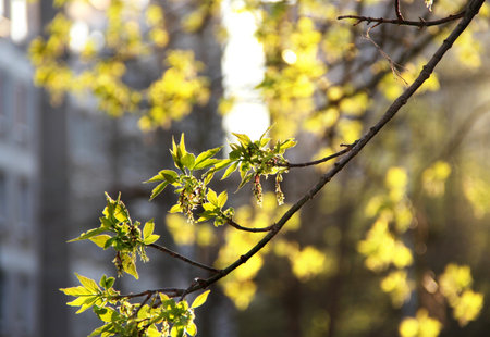 Spring in the city and tree branch with buds