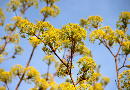 Beautiful trees in bloom with beautiful big flowers  