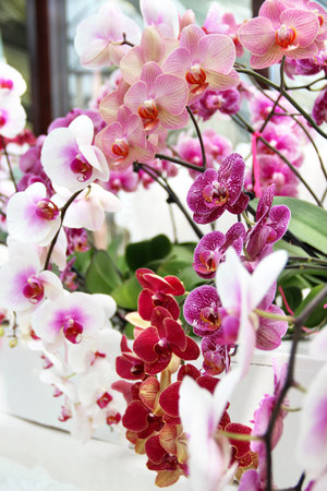 Big mix of amazing flowers in vases の写真素材