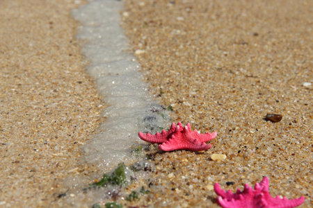 Beautiful vivid starfishes on the beach の写真素材