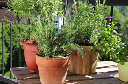 Rosemary, mint, lavender and other herbs in the potの写真素材