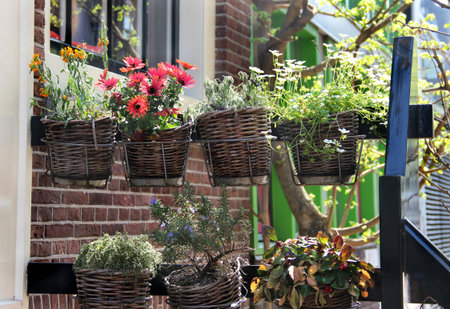 Sunny terrace with a lot of flowers in the vivid potsの写真素材