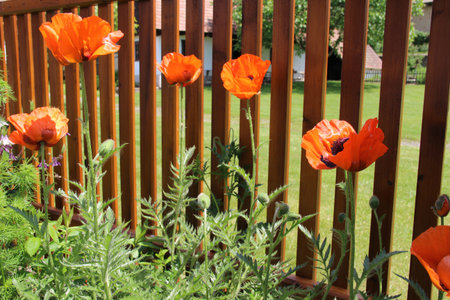 House garden with red poppies の写真素材