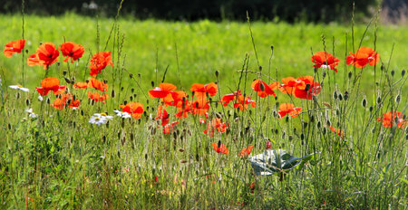 Field with a lot of red poppies with chamomilesの写真素材
