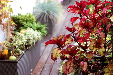 Modern real estate, house terrace with a lot of flowersの写真素材