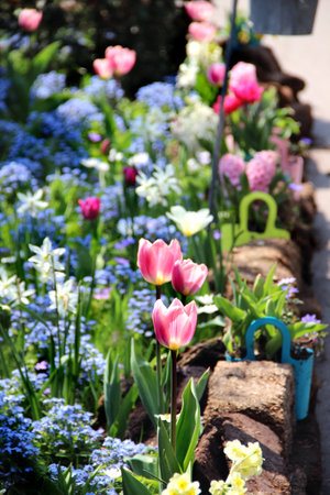 Terrace with mix of Holland tulips and spring hyacinths の写真素材
