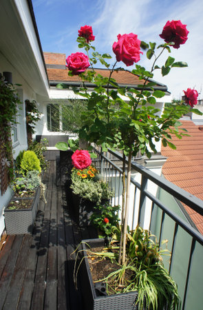 Beautiful modern real estate terrace with a lot of flowers の写真素材