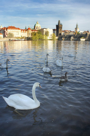 Beautiful view of Charles bridge and swans, Pragueの写真素材