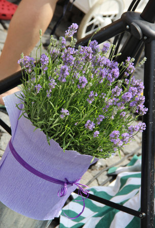 The Pot with lavender flowers hanging outsideの写真素材